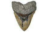 Serrated, Fossil Megalodon Tooth - North Carolina #348286-1